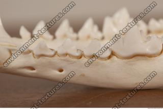 photo reference of skull 0056